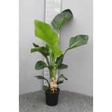 Sierplantenshop - Scindapsus Epipremnum - Groen Genot - Ø15cm - ↕45cm