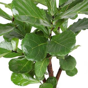 Howea Forsteriana (Kentia) - 100cm -Ø21 Groene Kamerplant -Sierplantenshop