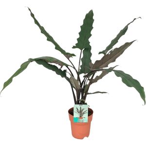 Plantenboetiek.nl | Alocasia Lauterbachiana - Kamerplant - Hoogte 85cm - Potmaat 19cm