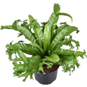 Plantenboetiek.nl | Asplenium Nidus Crissie - Ø23cm - 45-55cm hoog - Kamerplant - Groenblijvend