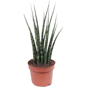Plantenboetiek.nl | Sansevieria Fernwood Mikado - Ø12cm - 30-40cm hoog - Kamerplant - Groenblijvend - Cactus & Vetplanten