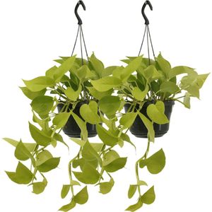 Plantenboetiek.nl | Epipremnum Golden Pothos - Scindapsus | 2 stuks - Ø15cm - 25cm hoog - Kamerplant - Groenblijvend - Multideal