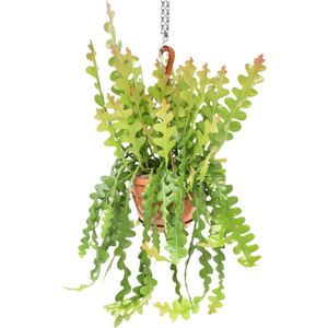 Plantenboetiek.nl | Epiphyllum Anguliger - Ø21cm - 50-60cm hoog - Kamerplant - Groenblijvend - Cactus & Vetplanten