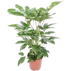 Plantenboetiek.nl | Schefflera Actinophylla Amate - Kamerplant - Hoogte 100cm - Potmaat 24cm