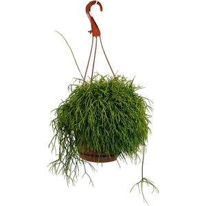 Plantenboetiek.nl | Rhipsalis Cassutha - Ø17cm - 35-45cm hoog - Kamerplant - Groenblijvend - Cactus & Vetplanten