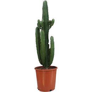 Plantenboetiek.nl | Euphorbia Trigona Rubra - Ø24cm - 80-90cm hoog - Kamerplant - Groenblijvend - Cactus & Vetplanten