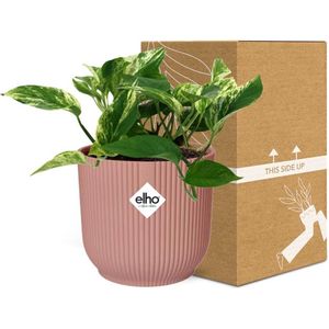 Plantenboetiek.nl | Scindapsus (Epipremnum) Marble Queen in ELHO Vibes Fold Roze - Ø14cm - 25cm hoog - Kamerplant - Groenblijvend