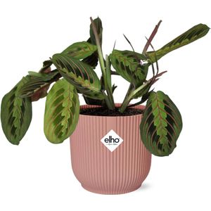 Plantenboetiek.nl | Maranta Leuconeura ‘Fascinator’ Tricolor in ELHO Vibes Fold roze - Kamerplant - Hoogte 20cm - Potmaat 14cm