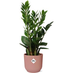 Plantenboetiek.nl | Zamioculcas in ELHO Vibes Fold roze - Ø14cm - 45-50cm hoog - Kamerplant - Groenblijvend