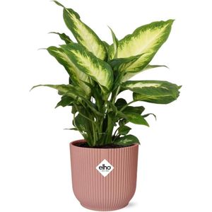 Plantenboetiek.nl | Dieffenbachia ‘Camilla’ in ELHO Vibes Fold roze - Ø14cm - 25-35cm hoog - Kamerplant - Groenblijvend