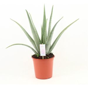 Plantenboetiek.nl | Aloe Vera - Ø24cm - 60-70cm hoog - Kamerplant - Groenblijvend - Cactus & Vetplanten