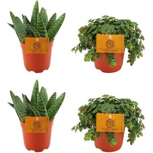 Plantenboetiek.nl | 2x Aloe Paradisicum + 2x Sedum Tornado - Kamerplant - Hoogte 10cm - Potmaat 10,5cm