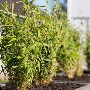 Tuinplantenshop.com | Fargesia Rufa - Bamboe | 6 stuks - Ø12cm - 25cm hoog - Tuinplant - Multideal