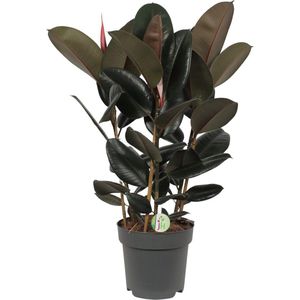 Plantenboetiek.nl | Ficus Abidjan - Ø27cm - 80-90cm hoog - Kamerplant - Groenblijvend
