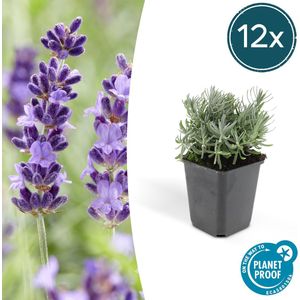 Tuinplantenshop.com | Lavandula 'Hidcote' | 12 stuks - Ø9cm - 10-25cm hoog - Tuinplant - Multideal