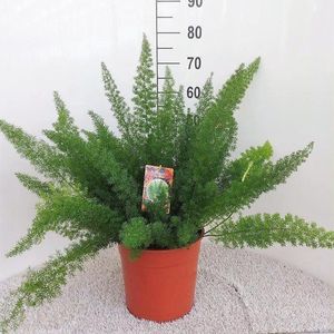 Plantenboetiek.nl | Asparagus D Meyers - Ø27cm - 50-60cm hoog - Kamerplant - Groenblijvend