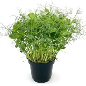 Biologische - Erwten Groen - Microgroenten - Zaden - 80 gram