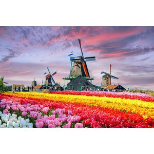Placemat Vinyl | Tulpen veld | 4 Stuks | Breng natuur in huis met de Tulpen veld placemat. Stijlvol, eco-vriendelijk en perfect voor gezellige maaltijden. Duurzaam en hygiënisch, voor elke tafel. Maak van elke maaltijd iets bijzonders!