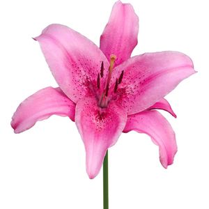 8 allergievriendelijke bloemen om vandaag nog in je tuin te planten – | International