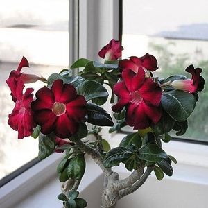 20st Adeniumobesum Zaden Desert Rose Perennial Flower Plant Garden Bonsai voor tuinplanten