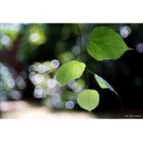 TTArtisan - M 100mm f/2.8 - Objectief - Zwart - Teleobjectief