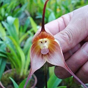 Haloppe Pak van 50 Monkey Face Orchid Seeds Flowers Plants Seeds for Home Garden Planting, Monkey Face Orchid Seeds Bloeiende Landscaping Plant Seeds for Yard Roze