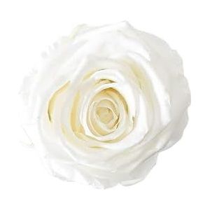 Juli Fleurs têtes de rose blanc pur