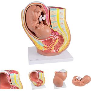 Het menselijk lichaam - anatomie model zwangerschap (40 weken)