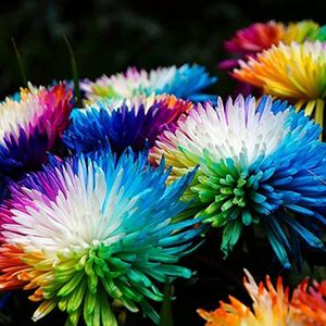 Haloppe 100 stuks regenboog chrysant bloemen planten zaden voor huis tuin planten, diy multi-color meerjarige bloemzaden zaden