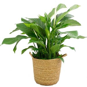 Spathiphyllum ‘Sweet Lauretta’ in handgevlochten sierpot Nelis (naturel) - BestPlants - Plant-pot combinatie (BS)- Hoogte  100 cm