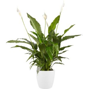 Lepelplant Spathiphyllum Vivaldi Elho Brussels Round White - BestPlants - Groene Plant- Hoogte  70 cm