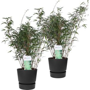 Duo ‘Fargesia Rufa’ (Bamboe) in ELHO outdoor sierpot Greenville (zwart) - Set van 2 - Hoogeveen Plants BV - Tuinplanten- Hoogte  70 cm