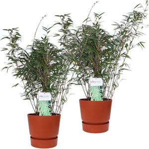 Duo ‘Fargesia Rufa’ (Bamboe) in ELHO outdoor sierpot Greenville (brique) - Set van 2 - Hoogeveen Plants BV - Tuinplanten- Hoogte  70 cm