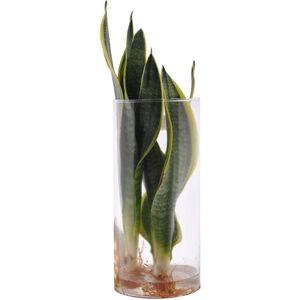 Sanseveria in Cylinderglas - VDE-plant - Waterplanten- Hoogte  30 cm