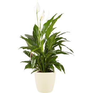 Lepelplant Spathiphyllum Elho Brussels Round Soap - BestPlants - Groene Plant- Hoogte  100 cm