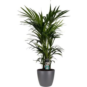 Decorum Kentia Palm - Elho brussels antracite - Gerrit Stolze - Pot-plant combinaties- Hoogte  120 cm