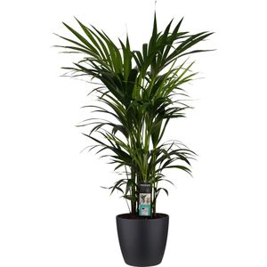 Decorum Kentia Palm - Elho brussels black - Gerrit Stolze - Pot-plant combinaties- Hoogte  120 cm