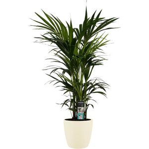 Decorum Kentia Palm - Elho brussels soap - Gerrit Stolze - Pot-plant combinaties- Hoogte  120 cm