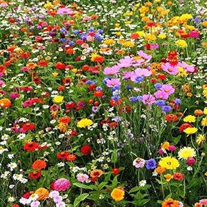 Haloppe 500 stks gemengde wilde gras bloemen planten zaden voor thuis tuin planten, gemengde kleur wildflower wilde gras zaden huis tuin gazon sierplant zaden