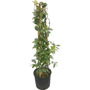 AANBIEDING - Witte Toscaanse Jasmijn (Sterjasmijn) - Hoogte 110 cm - Klimplant | Wit - Groenblijvend / Wintergroen en Winterhard - Heerlijk geurend