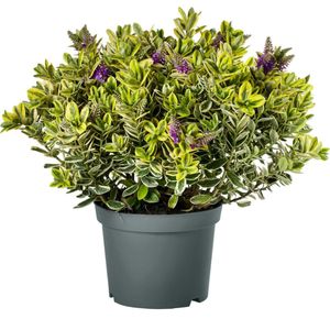 Hebe addenda - paars - Struikveronica - bont blad - groenblijvende plant - grote potmaat Ø23cm