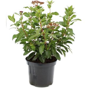 Lauriersneeuwbal - Viburnum tinus 'Eve Price' - sterke winterharde tuinplant - potmaat 17cm - 30-35cm hoog