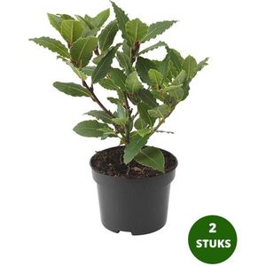 Eetbare Laurier - Laurus nobilis - keukenlaurier - 2 planten - Ø10cm