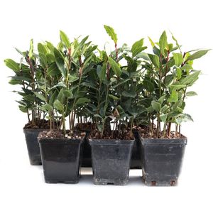 Eetbare Laurier (Ø10.5cm) - 6 plantjes - Laurus nobilis - keukenlaurier