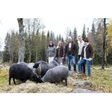 Ivanhoe NLS Sap Full Zip - Birch - Vest - 100% Natuurlijk Wol