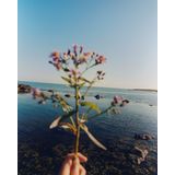 Cleansing Oil - Natuurlijke Ingrediënten - 100ml