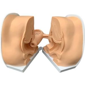 anatomische modellen Anatomiemodel Vrouwelijk anticonceptiemiddel Installatie-instructie Model Baarmoeder Ovarium Voortplantingsorgaanmodel Realistisch en levendig