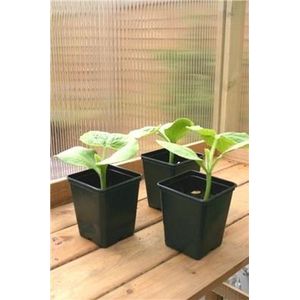 Vierkante pot - 9 x 9 x 10 cm - set van 54 stuks