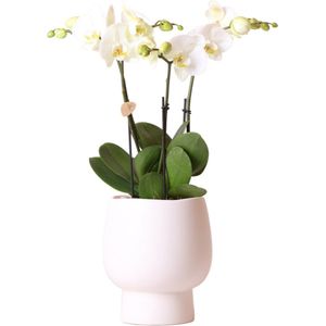 Kolibri Orchids | Witte Phalaenopsis orchidee potmaat - Jewel Ghent + Scandic witte sierpot - potmaat Ø12cm | bloeiende kamerplant - vers van de kweker