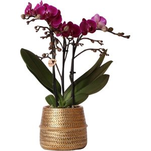 Paarse phalaenopsis orchidee - morelia - potmaat ø9cm - morelia + groove sierpot goud - potmaat ø9cm - 35cm hoog